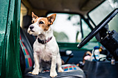 Dog in car, game-shooting, Norfolk, England, United Kingdom, Europe