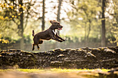 Jumping cocker spaniel, Oxfordshire, England, United Kingdom, Europe