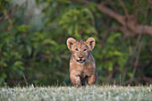 Lion (Panthera leo) cub, Ngorongoro Crater, Tanzania, East Africa, Africa