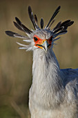 Secretary bird (Sagittarius serpentarius), Ngorongoro Crater, Tanzania, East Africa, Africa
