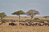 Blue wildebeest (brindled gnu) (Connochaetes taurinus) migration, Serengeti National Park, Tanzania, East Africa, Africa