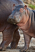 Hippopotamus (Hippopotamus amphibius) calf by its mother, Serengeti National Park, Tanzania, East Africa, Africa