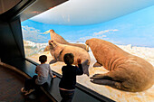 Children look at walruses of the past from the glass window, Zoological Museum, University of Copenhagen, Denmark, Europe