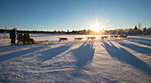 Dog sledding in the snowy landscape of Kiruna, Norrbotten County, Lapland, Sweden, Scandinavia, Europe