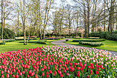 Red and pink tulips at Keukenhof Gardens, Lisse, South Holland province, Netherlands, Europe