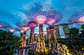 Supertrees at Gardens by the Bay, illuminated at night, Singapore, Southeast Asia, Asia