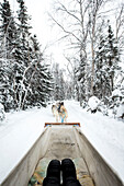 Dogsledding, Yellowknife, Northwest Territories, Canada, North America