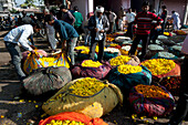 Men buying yellow marigolds, weighed and bagged in cotton cloth bundles, in the early morning flower market, Jaipur, Rajasthan, India, Asia