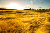 corn, field, wind, Ehmkendorf, nature reservat Westensee, Germany