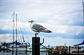 seagull, harbour, Schilksee, Schleswig Holstein, Germany