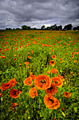 poppy, poppies, field, , Malente, Eutin, Germany