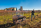 France, Gironde, St Hippolyte, winter trimming of the vine at the Chateau de Ferrand in the AOC St Emilion Grand Cru (UNESCO World Heritage)