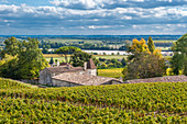 France, Gironde, estate of the AOC Fronsac vineyard and Dordogne river