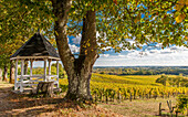 France, Gironde, lime tree and kiosk facing the vines of Chateau Dalem in AOC Fronsac
