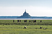 Normandy, hikers going through the Mont Saint Michel Bay, (UNESCO World Heritage) (on the way to Santiago de Compostela)