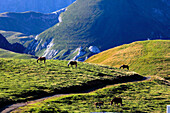 France, Nouvelle Aquitaine, Pyrenees Atlantiques department (64), Bearn country, Ossau valley, Aubisque pass