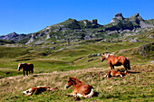 France, Nouvelle Aquitaine, Pyrenees atlantiques department (64), Bearn country, Pyrenees National Park near Pourtalet montain pass (Aneou circle)