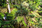 A father and his son are visiting the botanical garden of Balata, Martinique, France