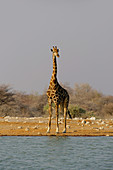 Africa, Southern Africa, Namibia, Province the North: Omusati, National park: Etosha, Giraffe (Giraffa Camelopardalis)