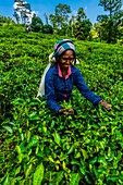 Women picking tea, Udapalatha, Central Province, Sri Lanka