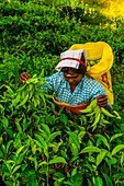 Women picking tea, Ambagollapathana, near Ella, Uva Province, Sri Lanka