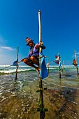 Stilt fishermen, Ahangama, Southern Province, Sri Lanka