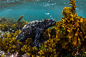 The endemic Galapagos marine iguana Amblyrhynchus cristatus, feeding underwater, Fernandina Island, Galapagos, UNESCO World Heritage Site, Ecuador, South America