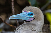 Adult red-footed booby Sula sula, on Genovesa Island, Galapagos, UNESCO World Heritage Site, Ecuador, South America