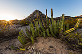 Open Sonoran desert at sunset near Mision de San Francisco de Borja, Baja California, Mexico, North America