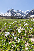 Snowy peaks and Crocus flowers during spring bloom, Davos, Sertig Valley, canton of Graubunden, Switzerland, Europe