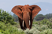 African elephant Loxodonta africana, Tsavo, Kenya, East Africa, Africa