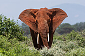 African elephant (Loxodonta africana), Tsavo, Kenya, East Africa, Africa