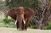 Portrait of an African elephant Loxodonta africana, looking at the camera, Tsavo, Kenya, East Africa, Africa