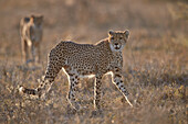 Two Cheetah (Acinonyx jubatus), Ngorongoro Conservation Area, Tanzania, East Africa, Africa