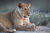 Lioness (Lion) (Panthera leo), Ngorongoro Conservation Area, Tanzania, East Africa, Africa