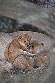Lion (Panthera leo) cubs about four weeks old, Ngorongoro Conservation Area, Tanzania, East Africa, Africa