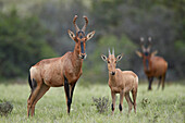 Red Hartebeest (Alcelaphus buselaphus) cow and calf, Addo Elephant National Park, South Africa, Africa