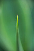 Macro image of green spike of plant
