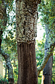Detail of tree trunk in forest