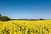 Rapeseed field near Puttbus, Ruegen Island, Mecklenburg-Western Pomerania, Germany