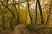 Ahrsteig hiking trail, near Altenahr, Ahr, Rhineland-Palatinate, Germany