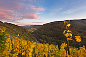 Rocky landscape of the Ahr valley, vineyards near Reimerzhoven, Ahrsteig hiking trail, Rotweinwanderweg hiking trail, Ahr, Rhineland-Palatinate, Germany
