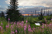 Willow herb (epilobium) at Dreisessel mountain, Bavarian Forest, Bavaria, Germany