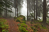 Forest in mist along the hiking path to Grosser Falkenstein, Bavarian Forest, Bavaria, Germany