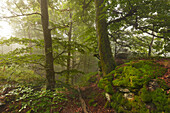 Nebel im Wald am Wanderweg zum Großen Falkenstein, Bayrischer Wald, Bayern, Deutschland