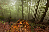 Nebel im Wald am Wanderweg zum Großen Falkenstein, Bayrischer Wald, Bayern, Deutschland