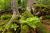 Moss and fern at the roots of a spruce, hiking path to Grosser Falkenstein, Bavarian Forest, Bavaria, Germany