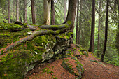 Roots of a spruce, hiking path to Grosser Falkenstein, Bavarian Forest, Bavaria, Germany