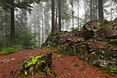 Nebel im Wald am Wanderweg zum Großen Falkenstein, Bayrischer Wald, Bayern, Deutschland