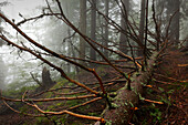 Umgestürzte Fichte, Nebel im Wald am Wanderweg zum Großen Falkenstein, Bayrischer Wald, Bayern, Deutschland